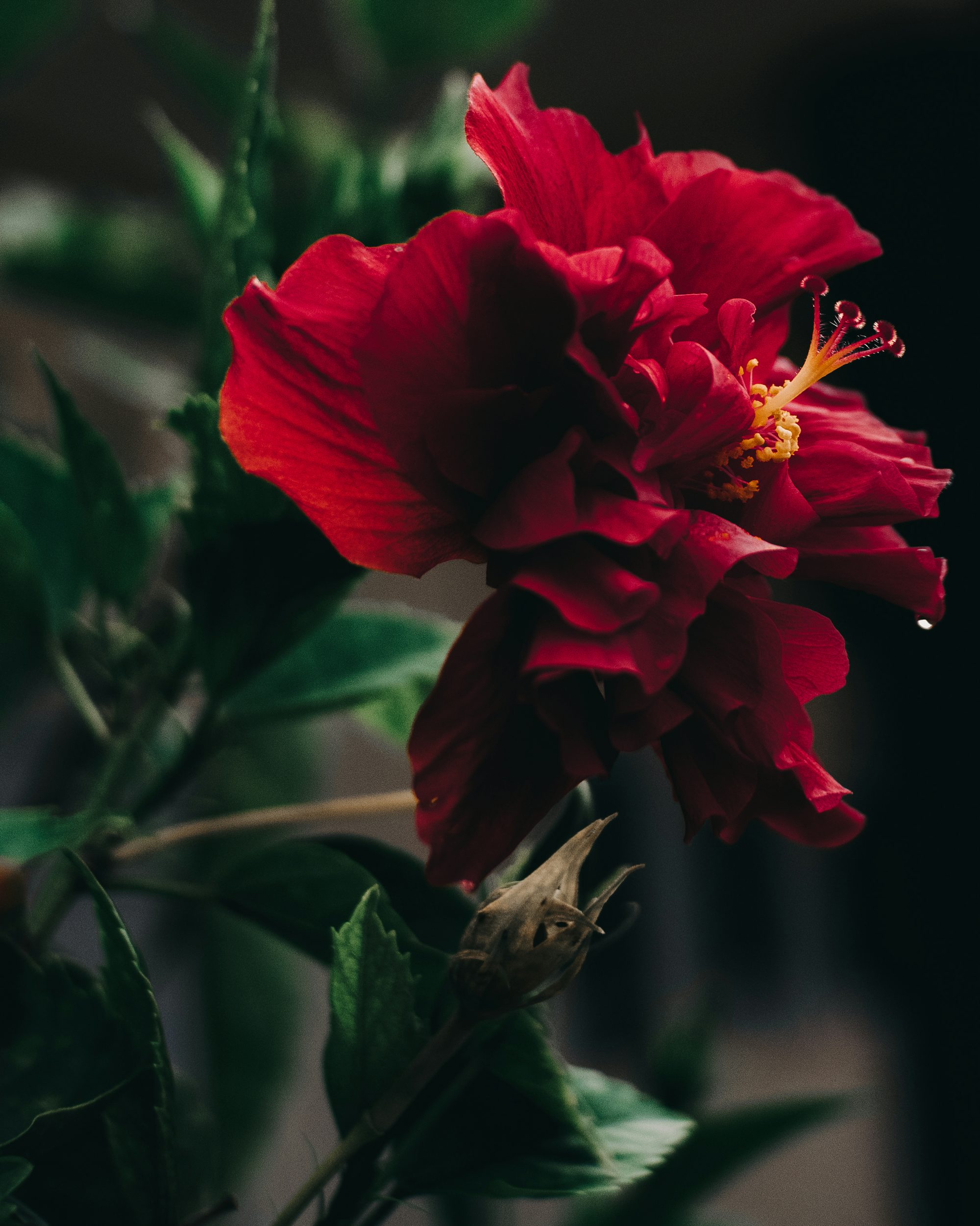 red flower in tilt shift lens