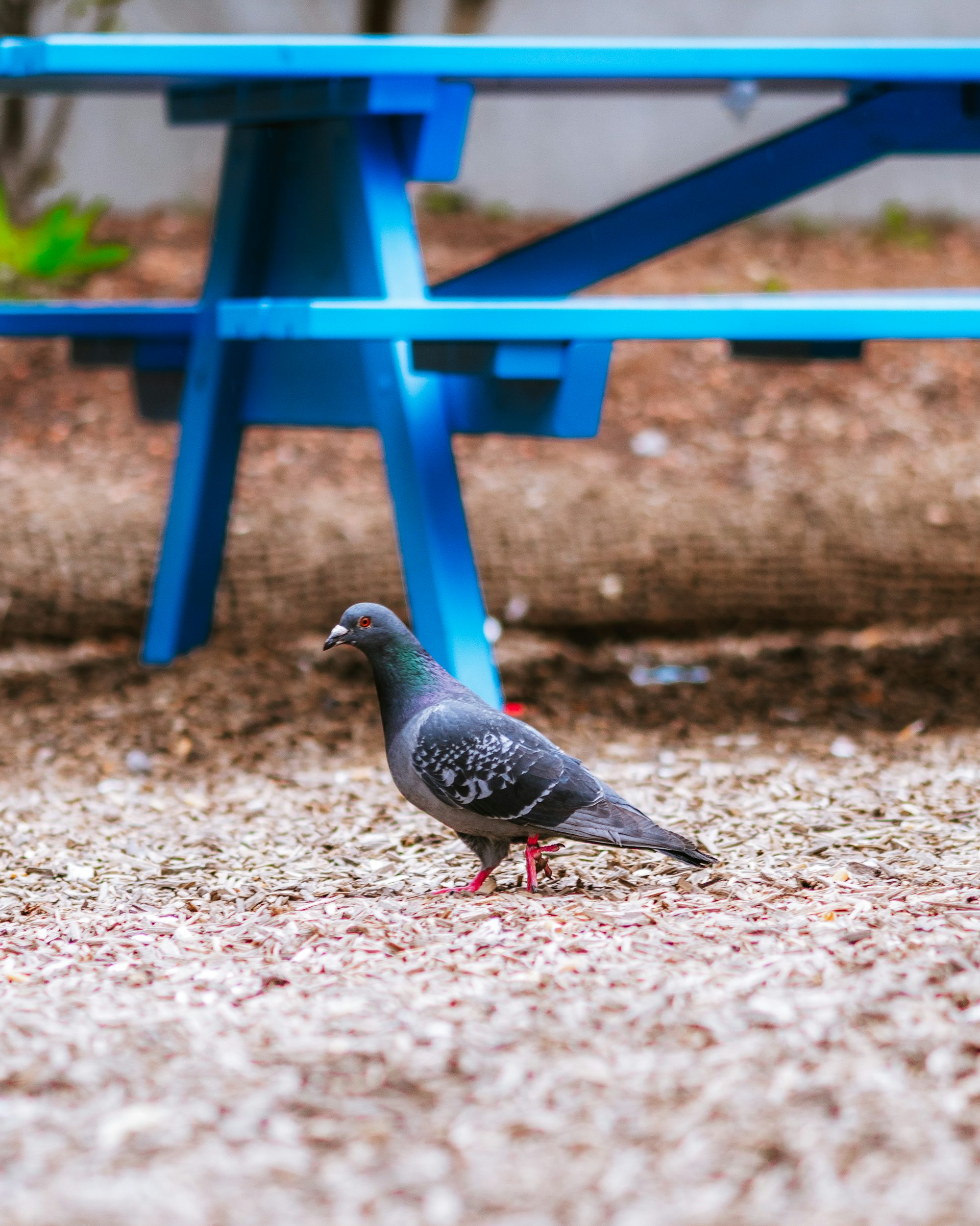 black and gray bird on brown sand near blue wooden fence during daytime