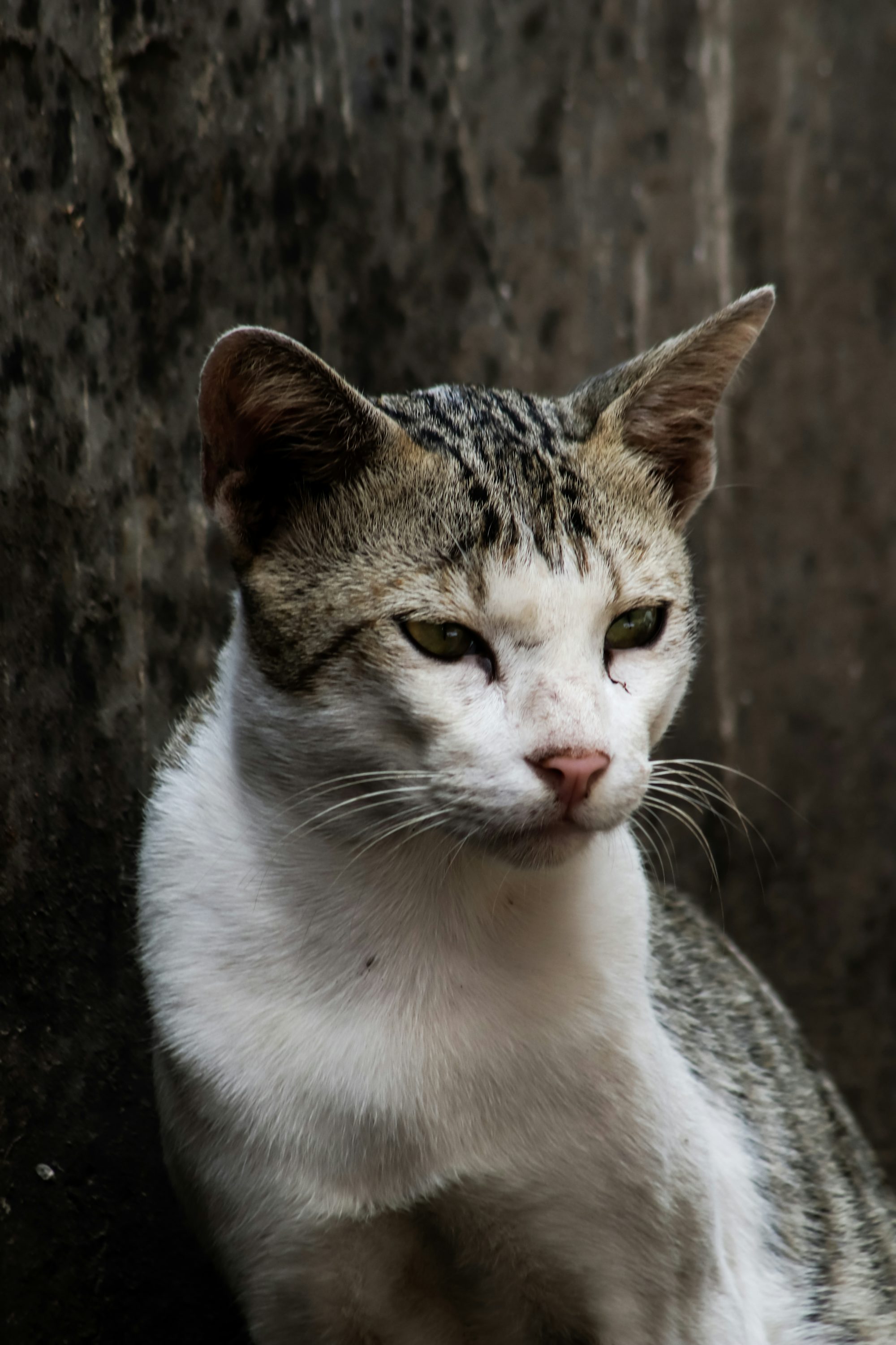 white and brown tabby cat