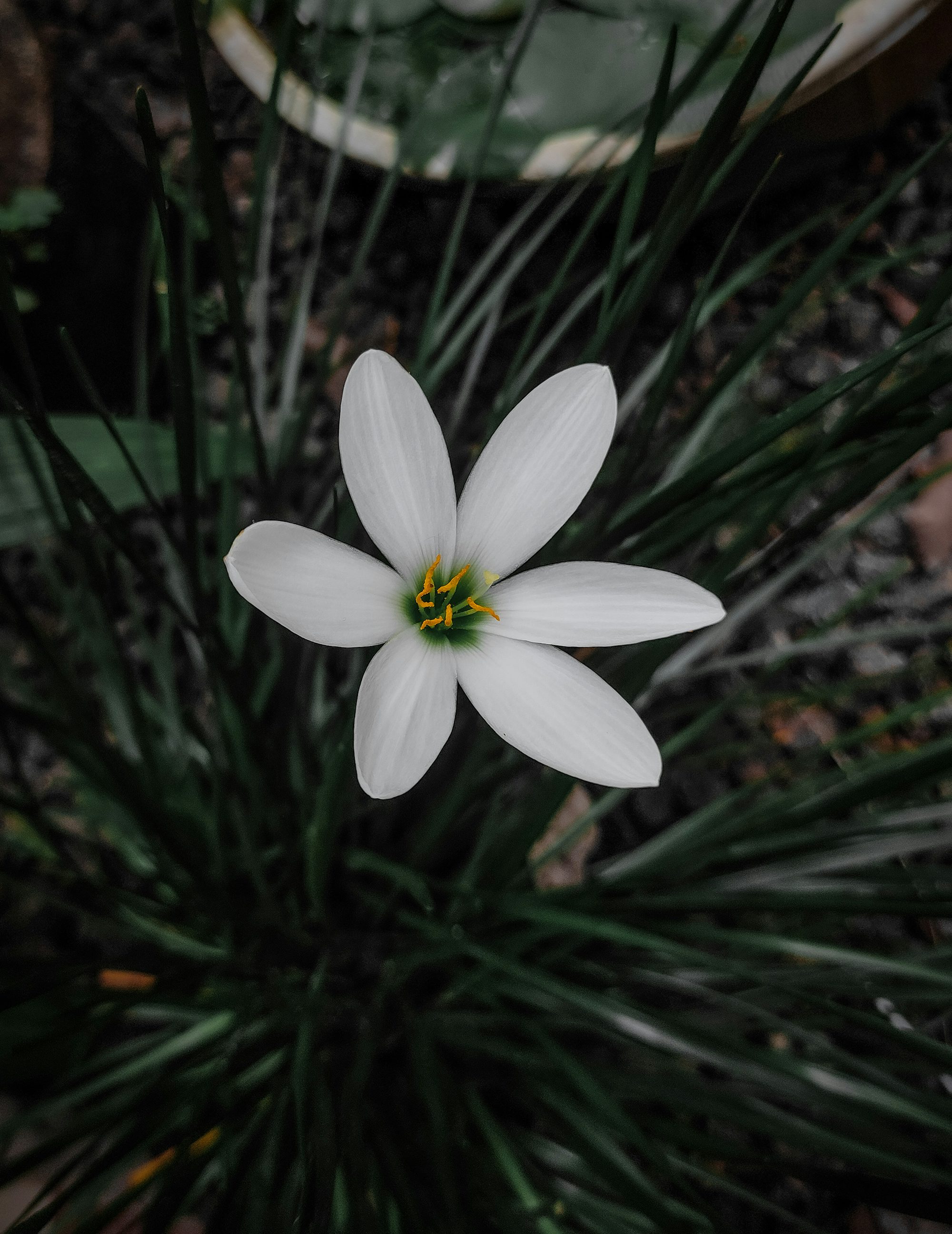 white flower with green leaves