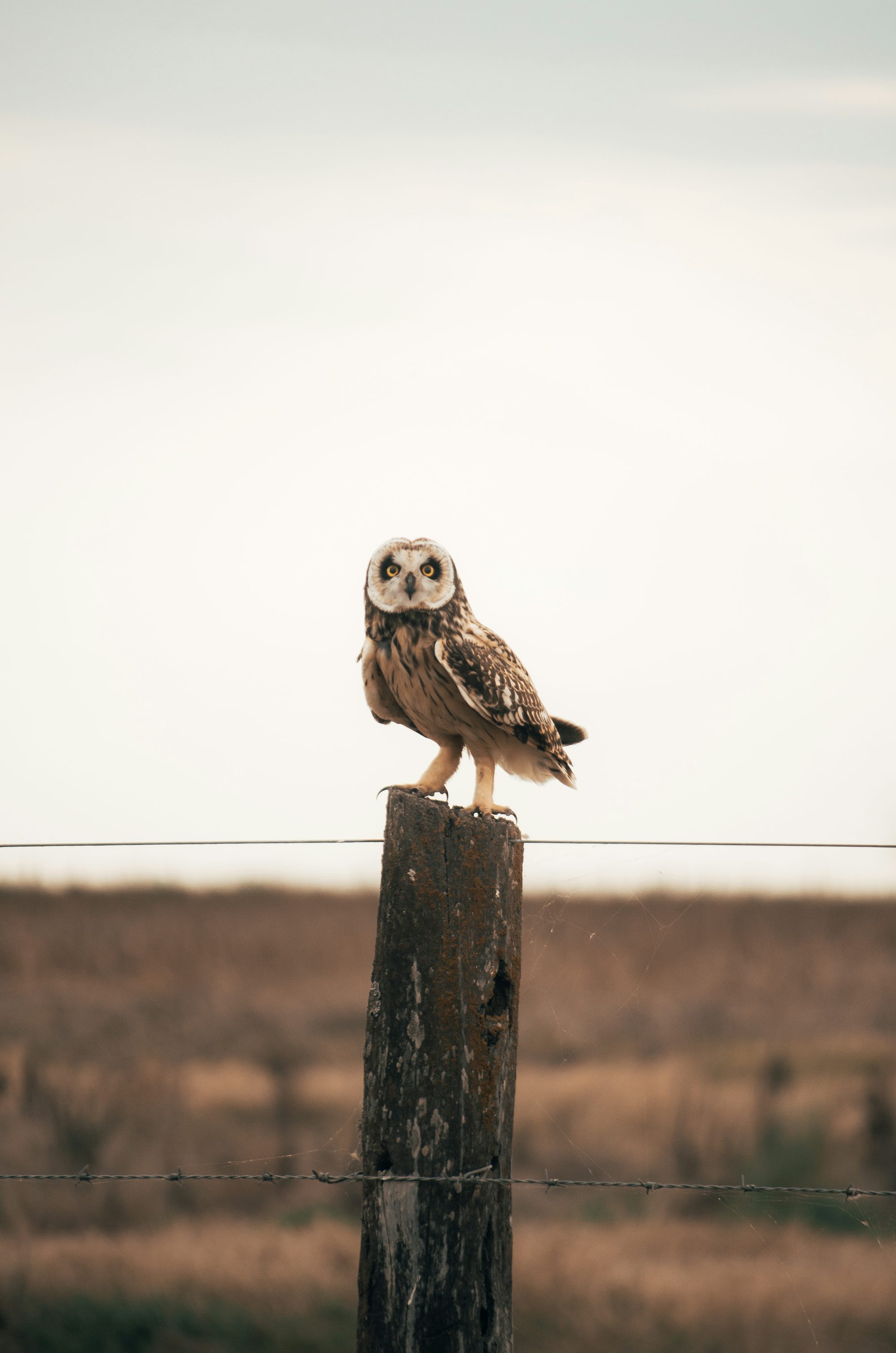an owl sitting on top of a wooden post